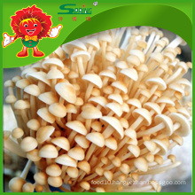 High Quality Golden Needle Mushroom Organic Flammulina velutipes